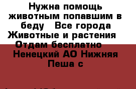 Нужна помощь животным попавшим в беду - Все города Животные и растения » Отдам бесплатно   . Ненецкий АО,Нижняя Пеша с.